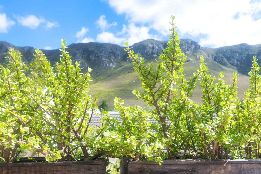 7 Bedroom Property for Sale in Hermanus Heights Western Cape